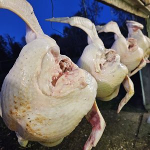 Fresh Broiler Chicken — $6 / lb (Whole Bird 3.5–6 lb)
